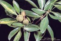 Image result for Vepris bremekampii