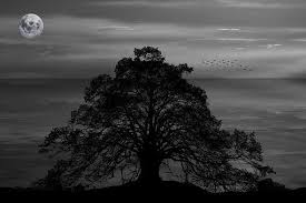  Discover And Download Free Images Pixabay Download Free Images Free Images Image