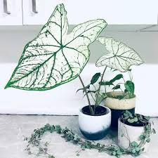 Caladium White Christmas By Leaf Haus Olivrahomedecor Caladium Caladiums Caladiumlovers Caladiumbicolor House Plant Com Plant Aesthetic Plants Plant Decor