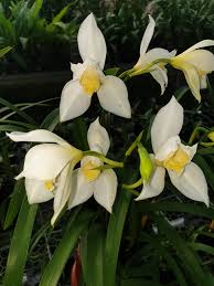 Image result for Cycnium recurvum