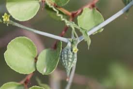Image result for Kedrostis foetidissima