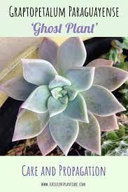 Maybe you would like to learn more about one of these? Ghost Plant Graptopetalum Paraguayense Care And Propagation Succulent Plant Care