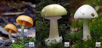Maybe you would like to learn more about one of these? I Funghi Piu Velenosi Mr Loto