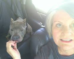 hi! are there any shelters that you can volunteer is for the day to walk  dogs in the area? thanks :)