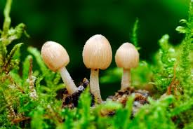 Image result for Coprinus sp.