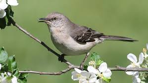 Birds That Sing At Night In Florida The State Birds Of Every Southern State State Birds Male Bird Bird