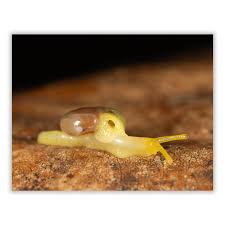 Image result for Urochloa comata