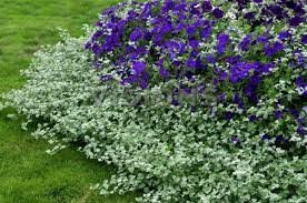 Gnaphalium Lanatum Outdoor Decor Plants Outdoor