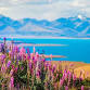 Icebergs & Lupins event image