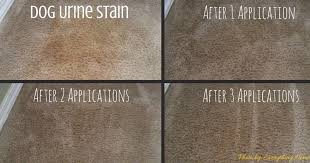 This allows you to spray in the spots that you need and limit the water. Genesis 950 Cleaning Tips And Tricks Remove Pet Stains Urine Odor From Carpet And Furniture