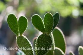 A shallow dish container works best and putting a layer of fine grit over the compost will give an attractive, yet dry surface. Cactus Dish Garden Growing Succulents Plants How To