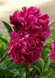 Zusätzliche gewinnchance über einen 50 € einkaufsgutschein. Pfingstrose Fotocommunity To Die Klassische Fotocommuniy 1 Foto Pro Tag Kostenlos Hochladen Fotografieren Lernen Fotos Bewerten Und Nette Kontakte