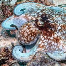 Oceana On Instagram Meet This Beautiful Master Of Disguise The Caribbean Reef Octopus This Octopus Is One Of The Most Intelligen Octopus Oceana Instagram