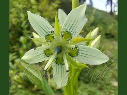 Image result for Swertia