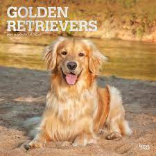 Golden Retrievers 2021 12 X 12 Inch Monthly Square Wall Calendar With Foil Stamped Cover Animals Dog Breeds Retriever Browntrout Publishers Inc Browntrout Publishers Editing Team Browntrout Publishers Design Team Browntrout Publishers