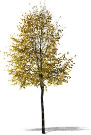 Maybe you would like to learn more about one of these? Cut Out Birch With Golden Leaves Vishopper