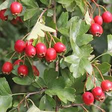 Berries Plant Identification