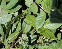 Image result for Teramnus