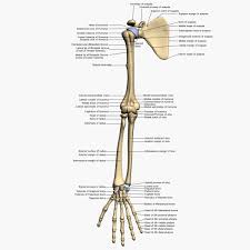 Anatomy Arm Bones 3d Model Bones Human Arm Anatomy Arm Bones Anatomy Bones Arm Anatomy