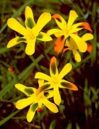 Image result for Moraea