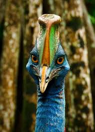 Bird With Big Colorful Beak Lae Cassowary By J W Crux Beautiful Birds Large Flightless Bird Colorful Birds