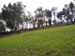 Bermuda grass is common in the south, and university of florida foraging expert glen burton consider it an excellent crop for achieving high yields, especially in dairy operations. Barsim Grass Shukla Dairy Product Tikamgarh Facebook