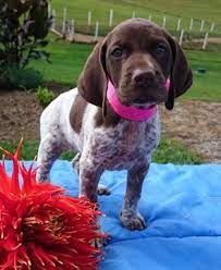 German Shorthaired Pointer Puppy For Sale In Sugarcreek Oh Adn-45424 On Puppyf Pointer Puppies German Shorthaired Pointer German Shorthaired Pointer Training