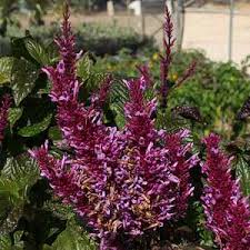 Image result for Odontonema