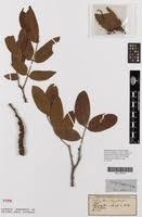 Image result for Pilostyles aethiopica