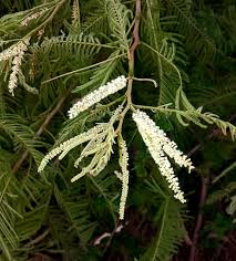 Image result for Acacia polyacantha