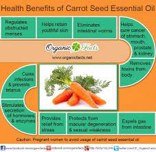 Benefits Of Carrot Seed Oil Carrot Seed Essential Oil Carrot Benefits Carrot Seeds