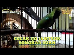 Gambar burung ijo | gambar burung wallpaper. Cucak Ijo Jamtrok Bongkar Isian Kaskus