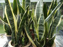 Mother In Law S Tongue How To Care For And Repot This Plant Mother In Law Plant Mother In Law Tongue Snake Plant Care