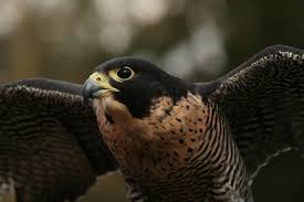 They are big birds and readily noticed. 15 Facts About Raptors Audubon