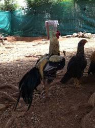 Serama roosters for sale $10 pic hide this posting restore restore this posting. Kadaknath Fancy Chickens Country Chicken For Sale In Lowest Price Namakkal Free Classified Ads