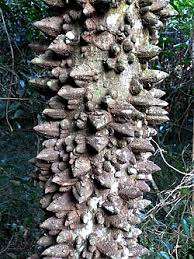 Image result for Vitellariopsis kirkii