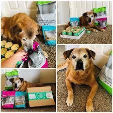 This continued for two weeks straight. Where Can I Buy Life S Abundance Dog And Cat Food Treats Supplements Pet Care Products Nutritional Supplements And Skin Care Products Healthy Pet Peeps