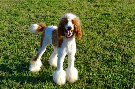 Our town is a small boating and farming community within an hour of the outer banks. Above And Beyond Standards Premier Puppies In Nc Bernedoodle Goldendoodle Akc Poodle Sheepadoodle Puppies In Nc