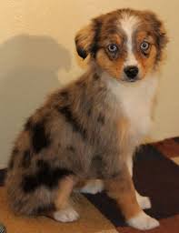 The australian shepherd is best known for his striking merle coat — dark blotches against a lighter background of the same color, giving a sort of marbled appearance — but the coat is not limited to. Blue Merle Toy Aussie Puppies With Blue Eyes In Co Me Md Ma Mi Mn Ms Mo Mt Ne N Australian Shepherd Blue Merle Aussie Puppies Collie Puppies For Sale