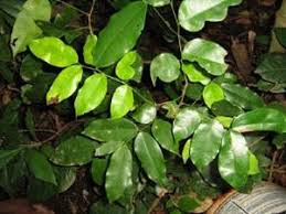 Image result for Lovoa swynnertonii