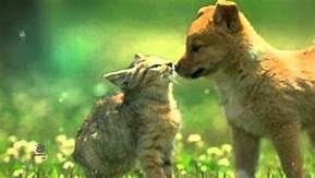 صور حيوانات نتائج بحث صور ياهو Animals Kangaroo Fox