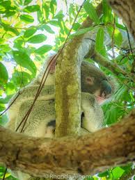 Australian Animals Unique Poisonous Or Adorable Australian Animals Animals Cuddly Animals