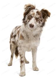 Check spelling or type a new query. Red Merle Border Collie 6 Months Old In Front Of White Background By Lifeonwhite S Photos Ad Spo Red Merle Border Collie Border Collie Dog Border Collie