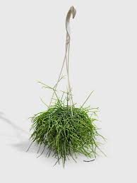 Image result for Rhipsalis