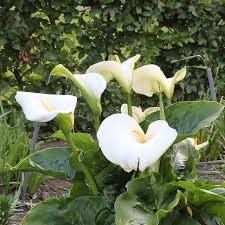 Ornamental bulbous plants, often called ornamental bulbs or just bulbs in gardening and horticulture, are herbaceous perennials grown for ornamental purposes, which have underground or near ground storage organs. Calla Lily Giant White
