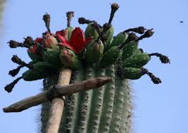 If you look closely at new spines on top of a young cactus you'll see bands. Eat Cactus Year Round With This Handy Harvesting Guide Tucson Life Tucson Com