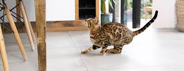 5 tips to stop cats from fighting. Aggressive Behaviour In Cats Purina