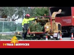 Maybe you would like to learn more about one of these? Qualified Melbourne Arborist T4 Tree Services Youtube