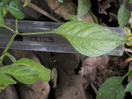 Image result for Phaulopsis