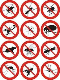 Mda2, dex '09, dex '98, dlrlc, dn, mdn '00, nodex, șăineanu, ed. Control De Plagas Icono Plagas Control De Plagas Plagas Servicio De Fumigacion